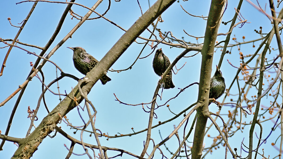 Спутники весны - Alexandеr P