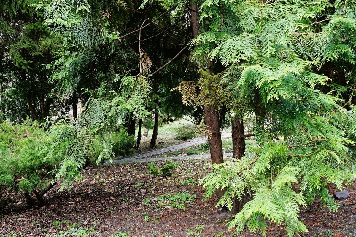 Март, ландшафтный парк, Калининград - Рита Симонова