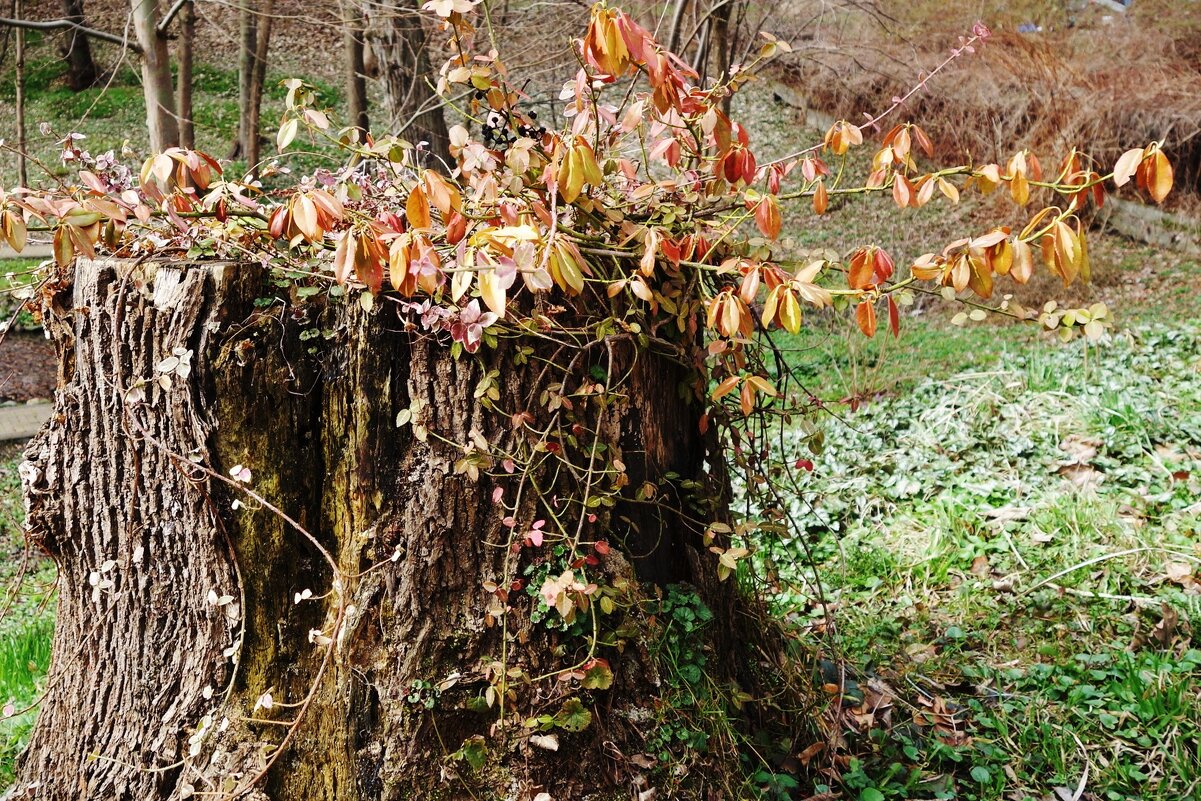 Март, ландшафтный парк, Калининград - Рита Симонова
