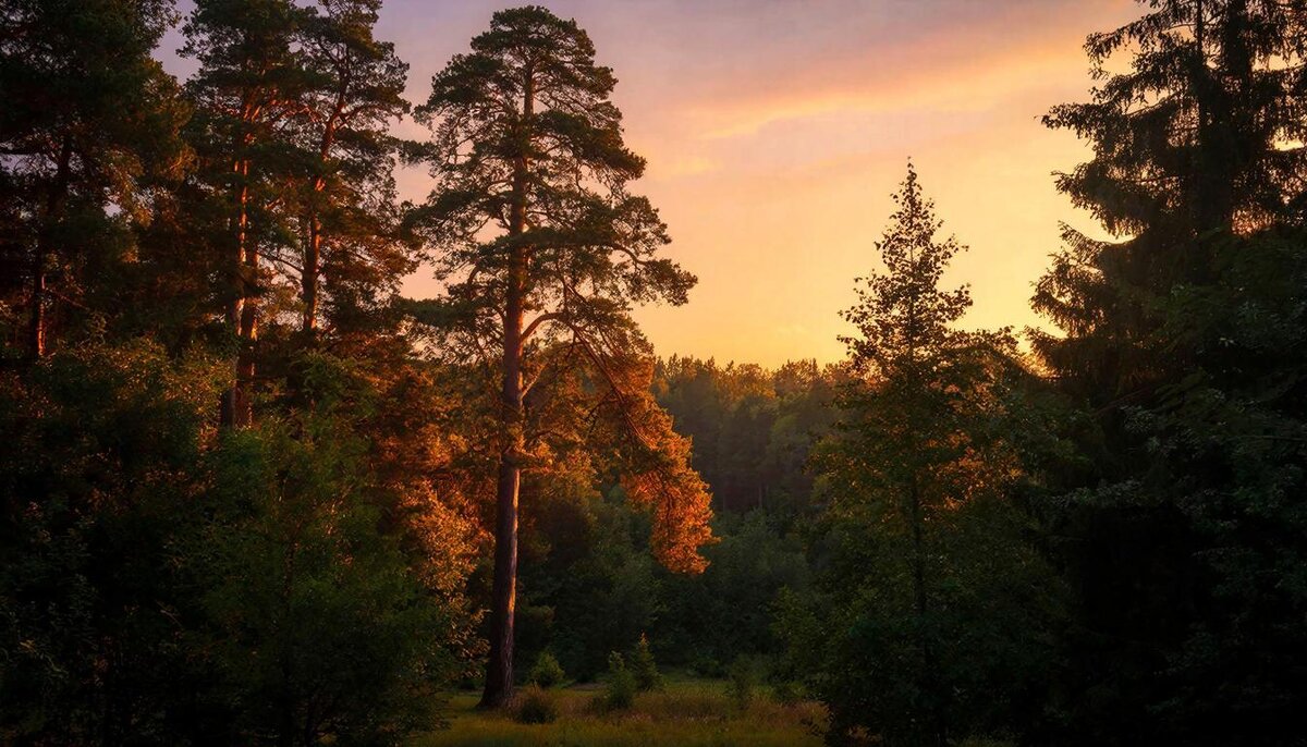 Лесной закат - СЕРГЕЙ ФИЛОЧКИН