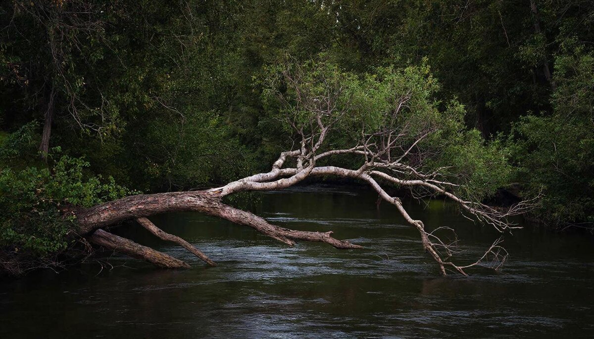 Лесная река - СЕРГЕЙ ФИЛОЧКИН