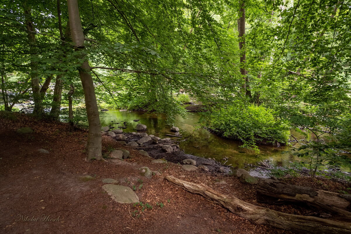 Вдоль лесной речки... - Николай Гирш