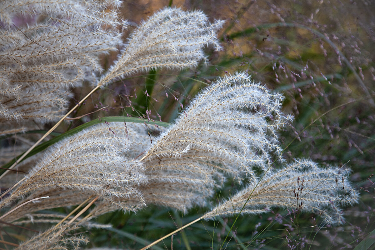 Мискантус китайский. - Лилия *