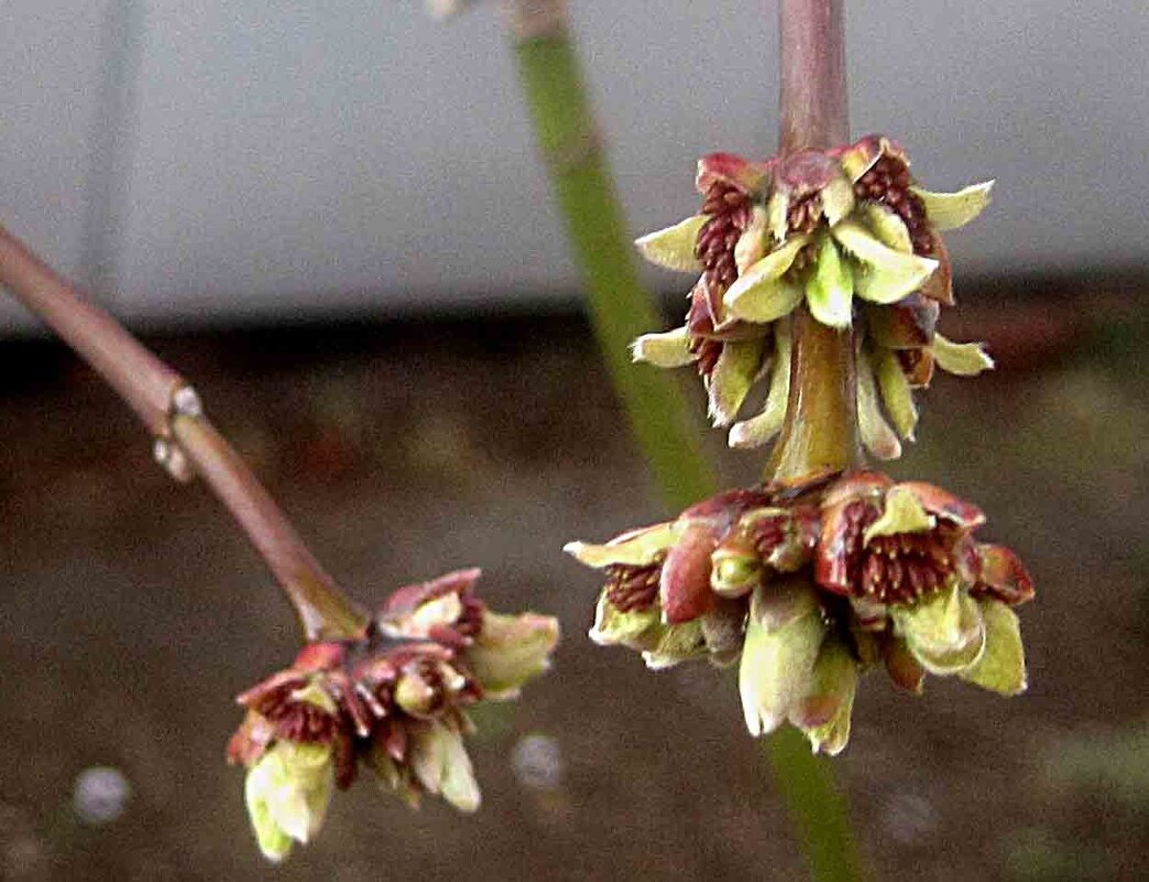 Весеннее - Елена Семигина