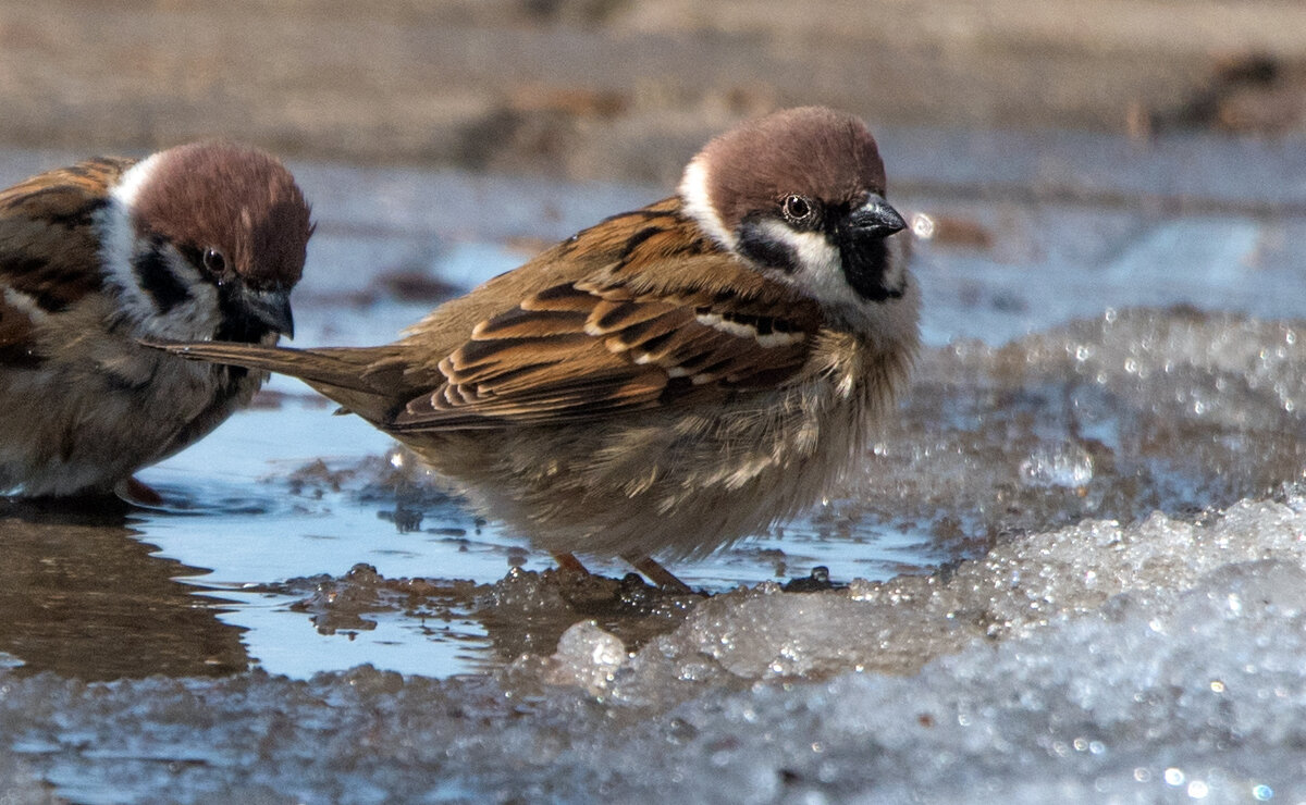 Весенние лужи. - Владимир Безбородов