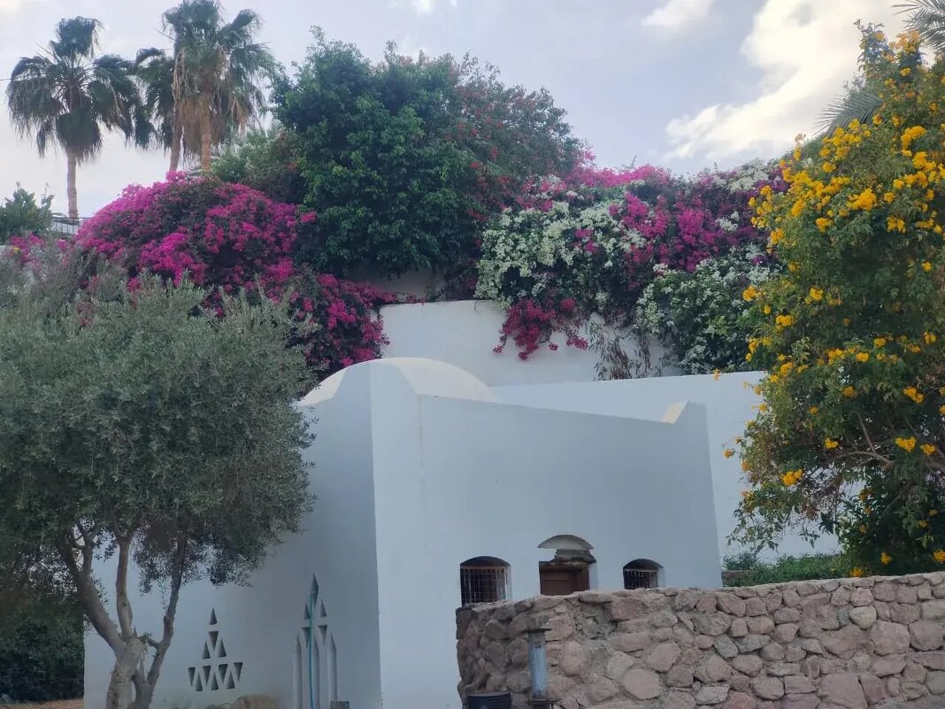 Египет. Шарм-эль-Шейх - Ирэн 