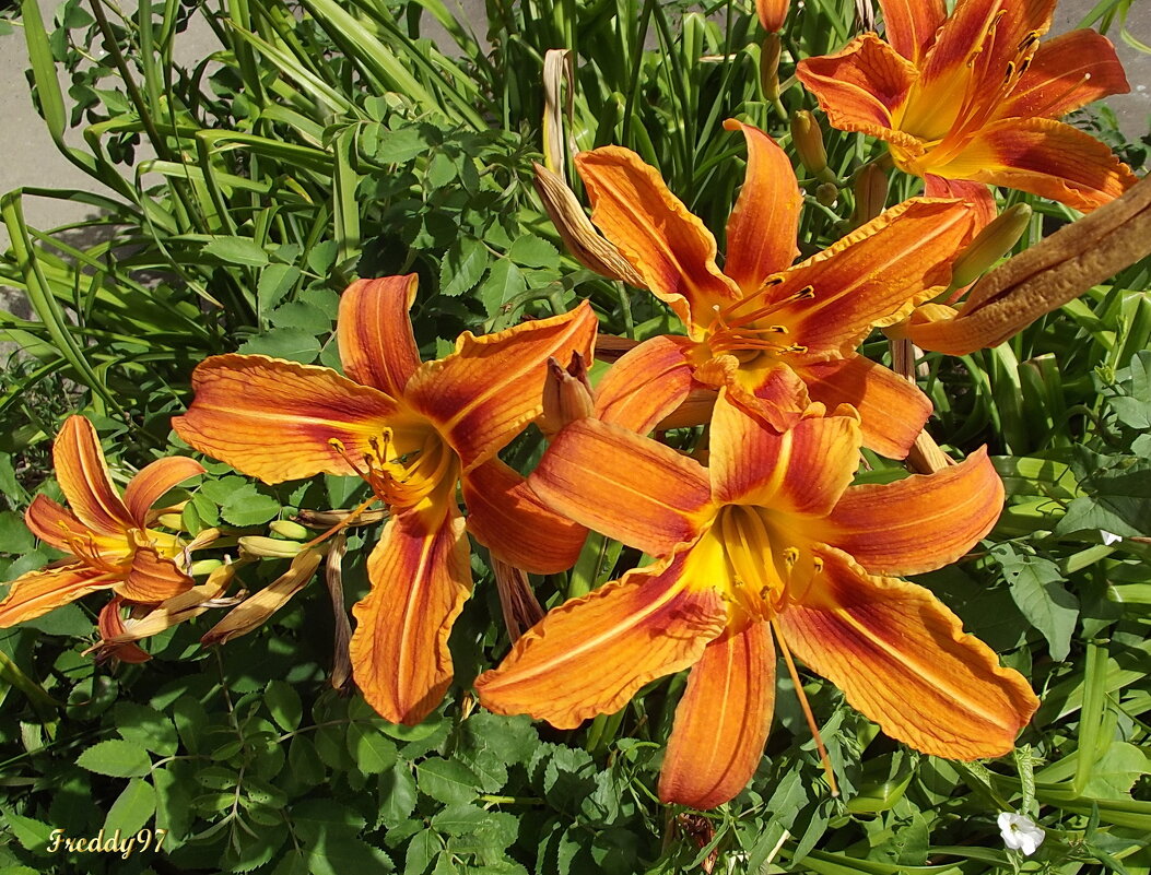 Рыжики - Freddy 97 Рыжики - Freddy 97