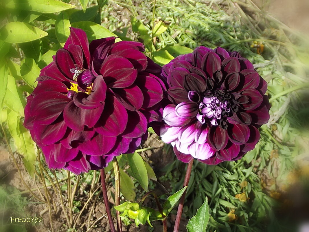 Георгины - Freddy 97