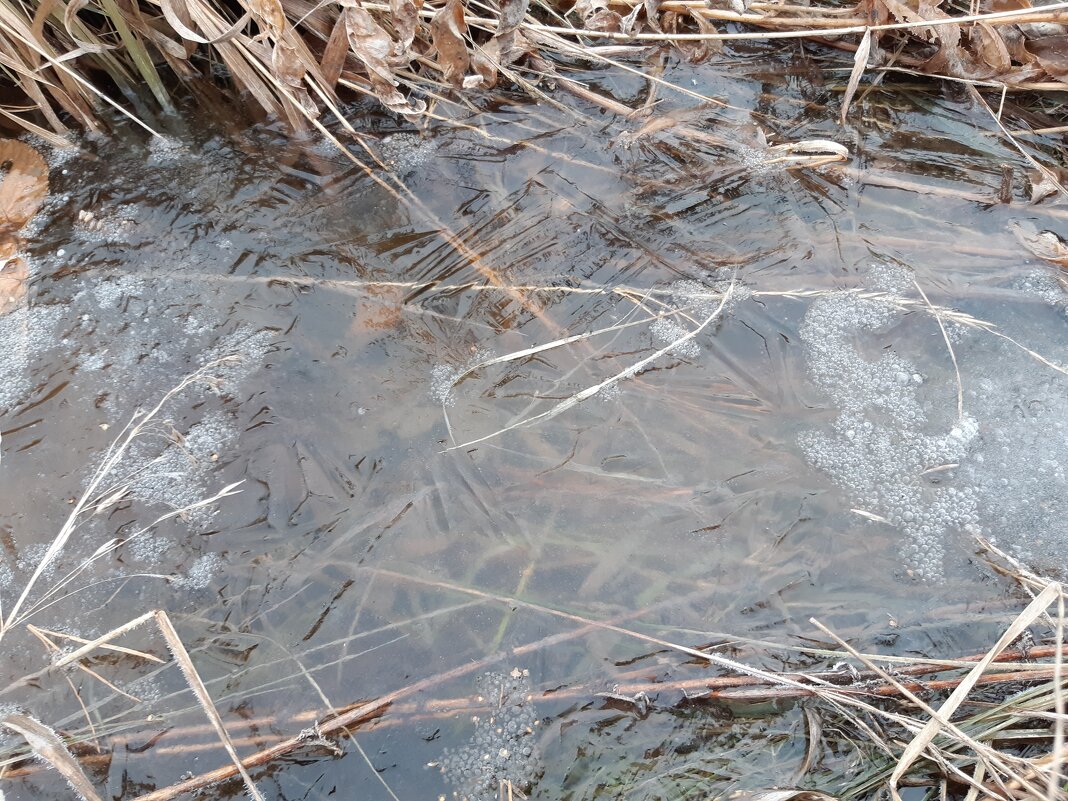 Дела весенние - Галина Минчук