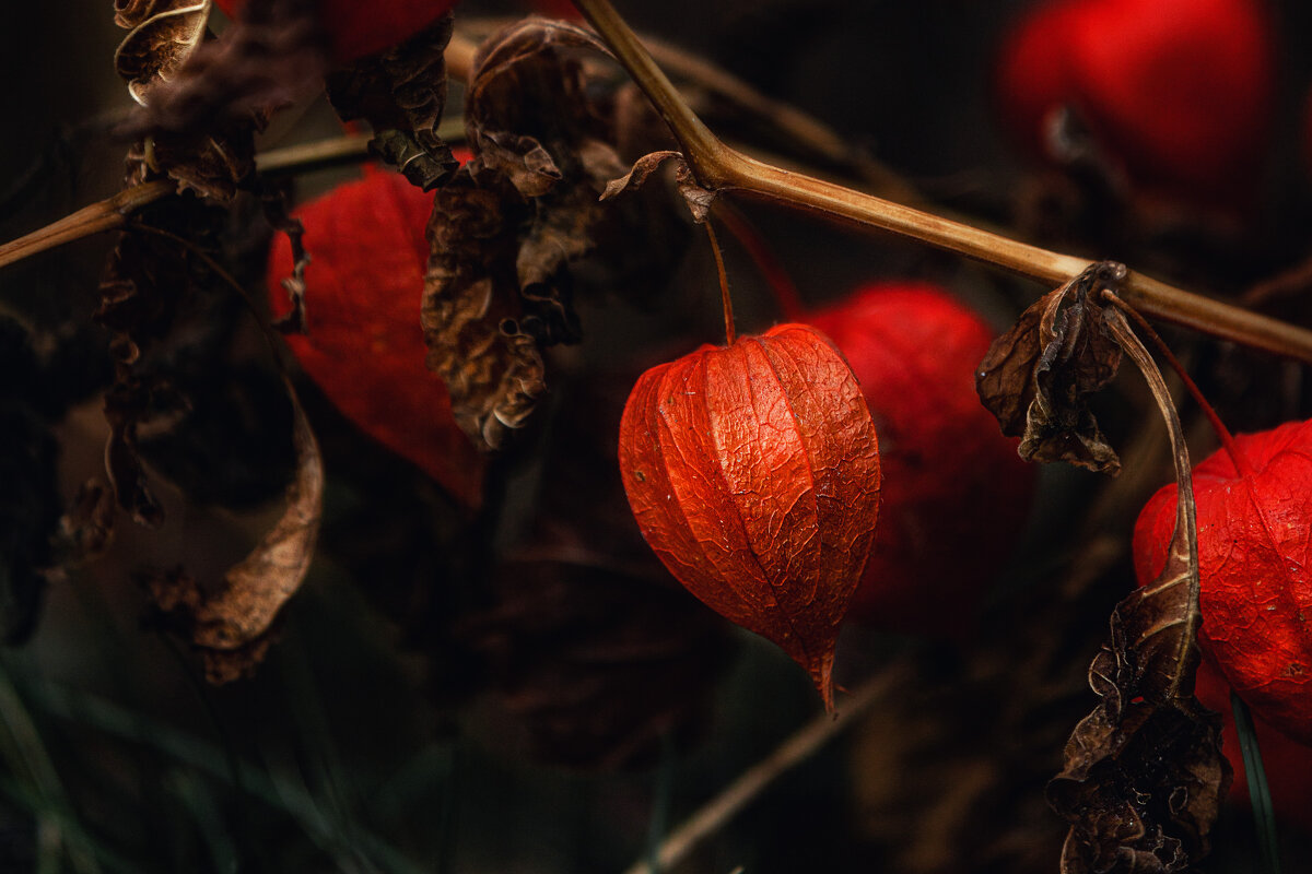 Физалис - Ирена Цурпал