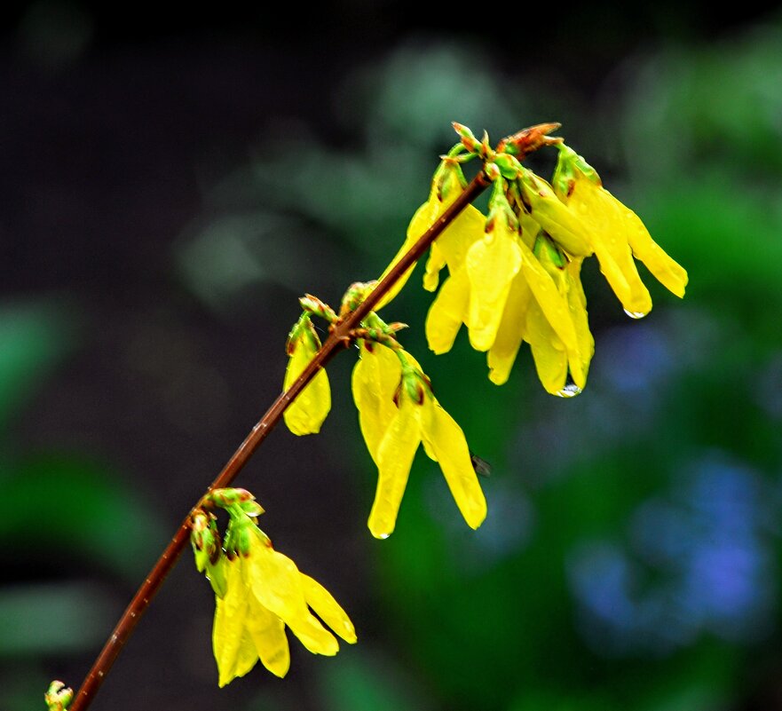 Весна. - Владимир 