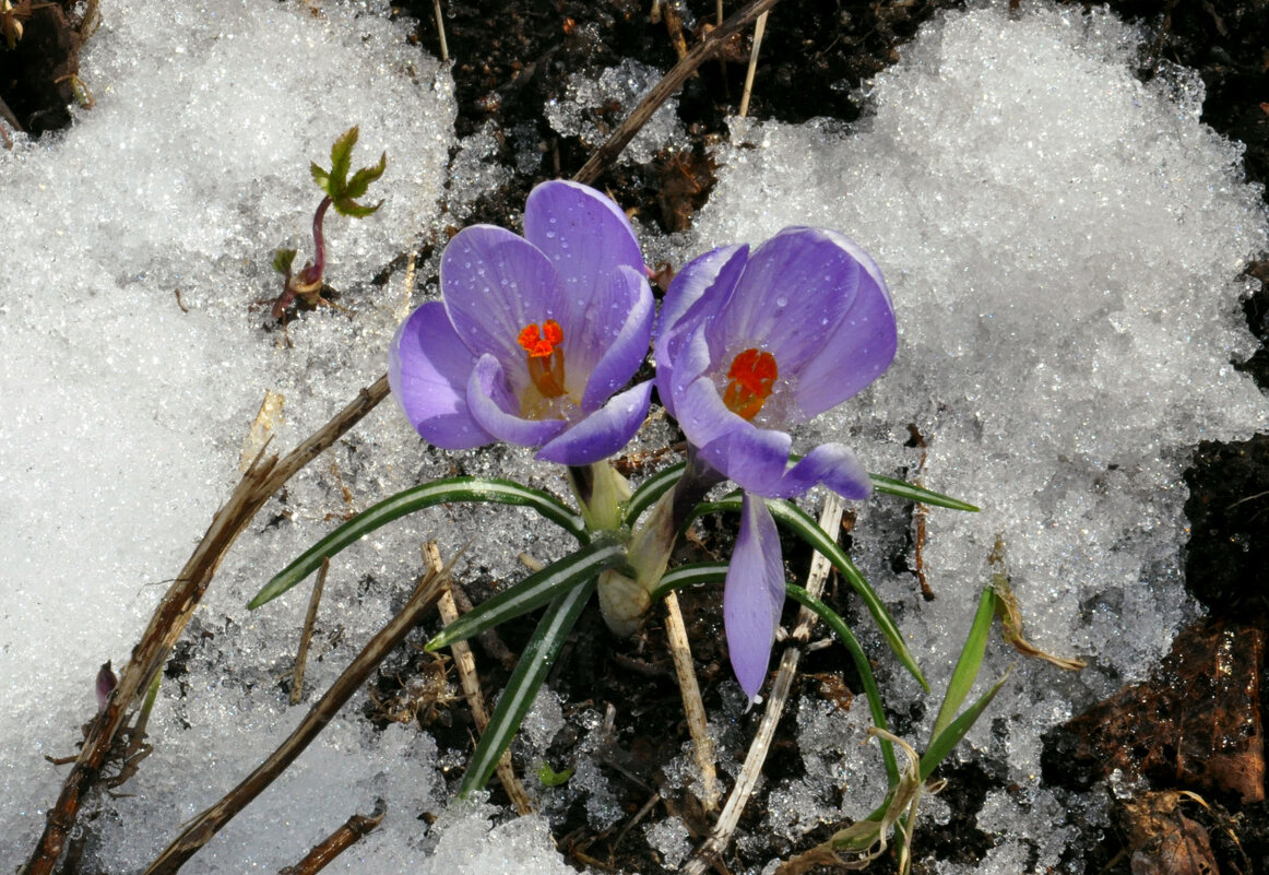 Первоцвет - Александр Силинский Первоцвет - Александр Силинский