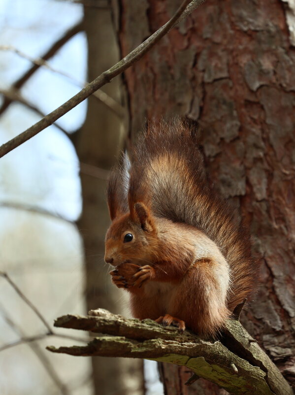 Обеденный перерыв. - Александр Кондаков