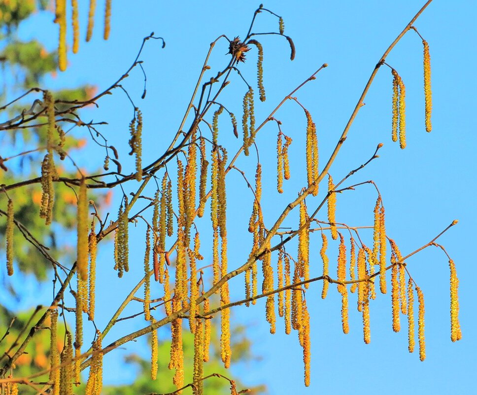 Весенняя гирлянда - Андрей Снегерёв