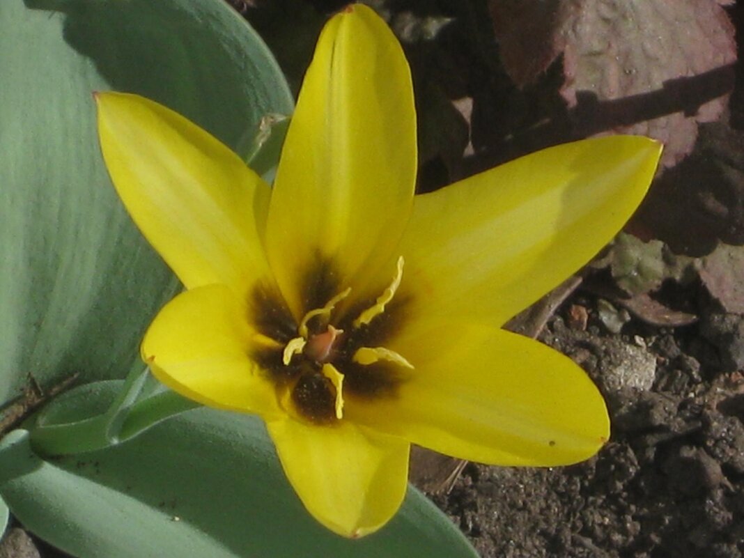 Первый тюльпан - Дмитрий Никитин