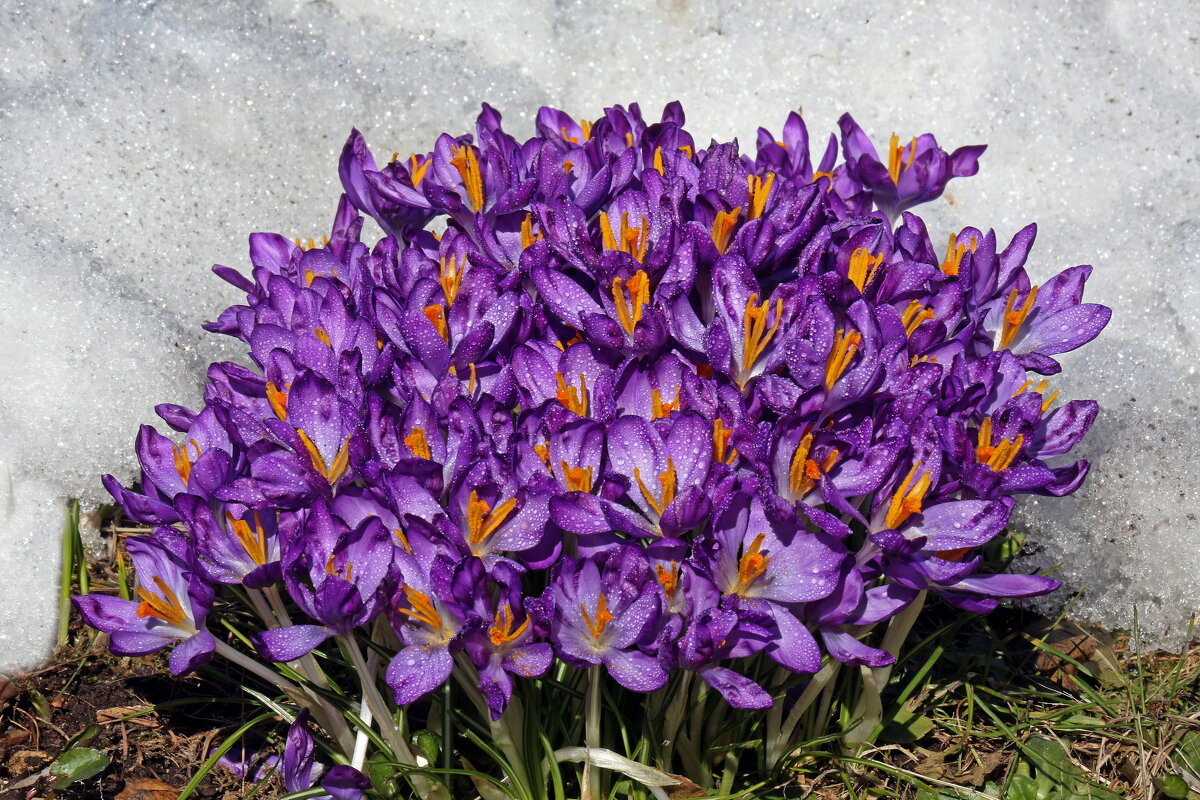 крокусы - Михаил Бибичков