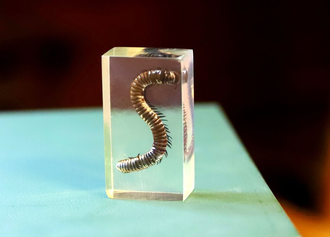 Многоножка кивсяк - Андрей Л. В.