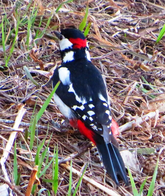 Спустился на землю - Андрей Снегерёв