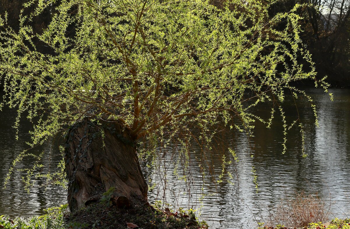 И даже пень в апрельский день берёзкой снова стать мечтает - Юрий. Шмаков И даже пень в апрельский день берёзкой снова стать мечтает - Юрий. Шмаков