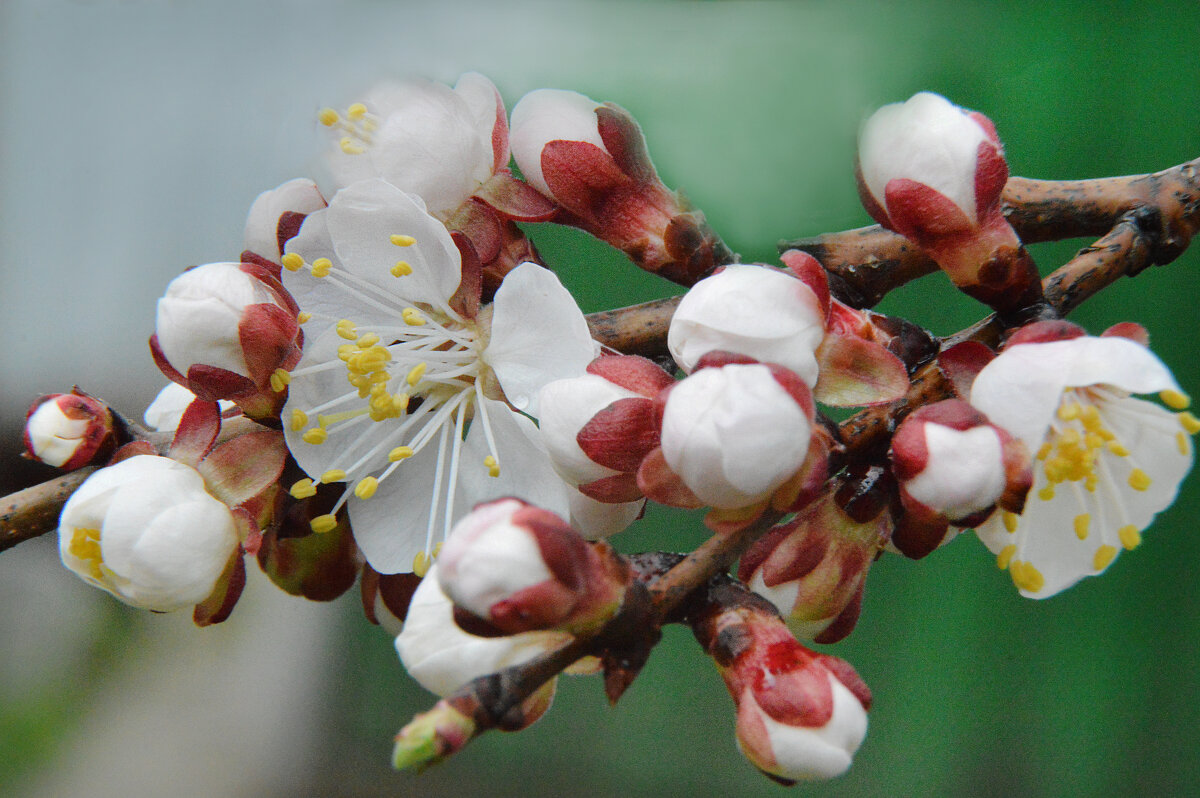 *** - Надежда Куркина *** - Надежда Куркина