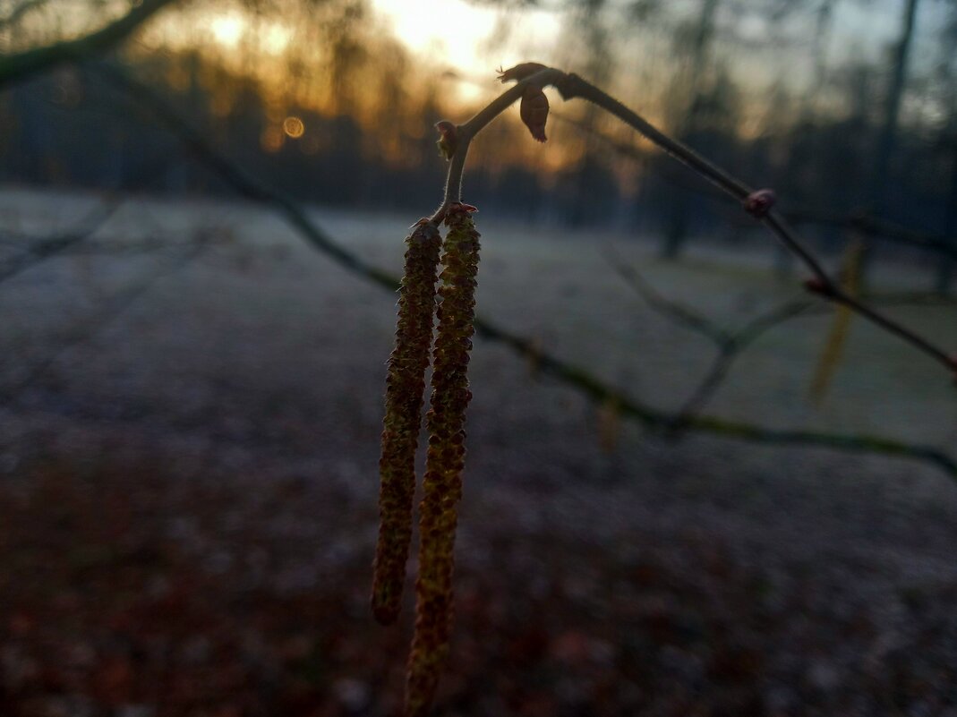 Орешник на рассвете - Сапсан 