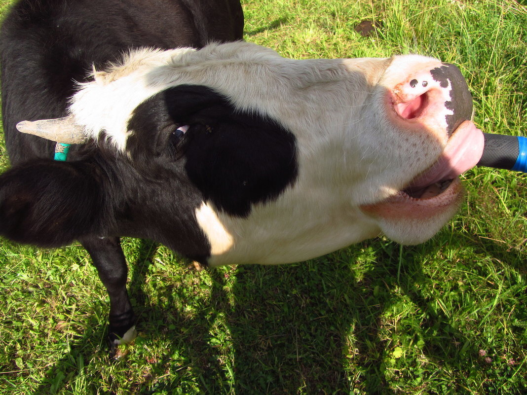 Улыбайтесь, друзья! С 1-м апреля! - Андрей Лукьянов