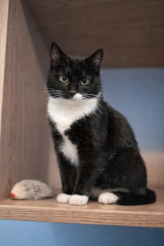 *** - Андрей Л. В.