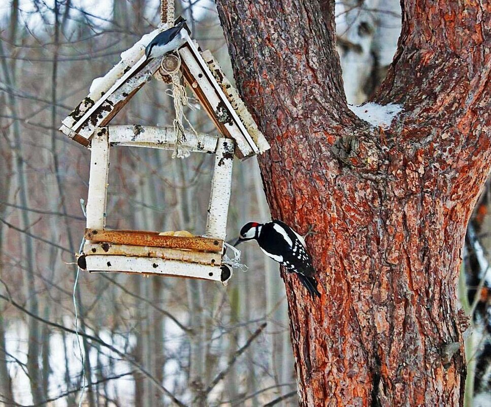 Дятел: попробую -ка вегетарианской пищи! - Владимир Дятел: попробую -ка вегетарианской пищи! - Владимир