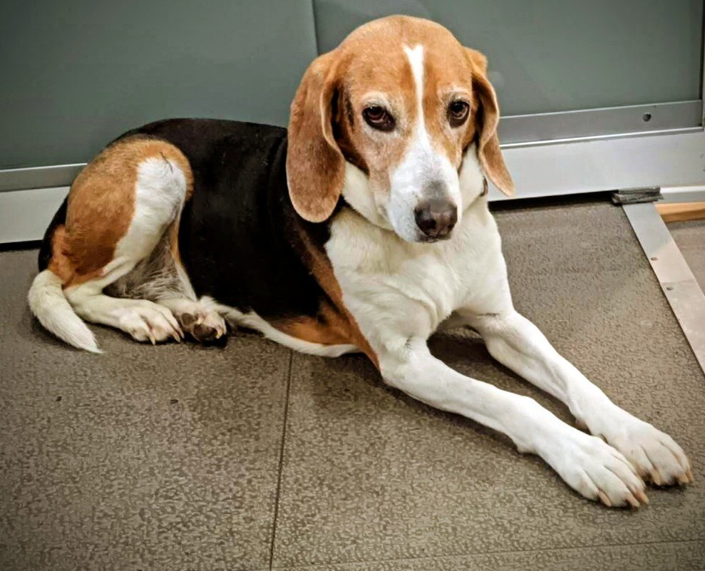 Милый пёсик... - Георгиевич 