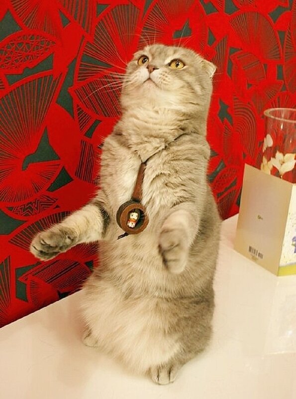 Тарас танцует! С Днем смеха, друзья! - Галина Нестратова