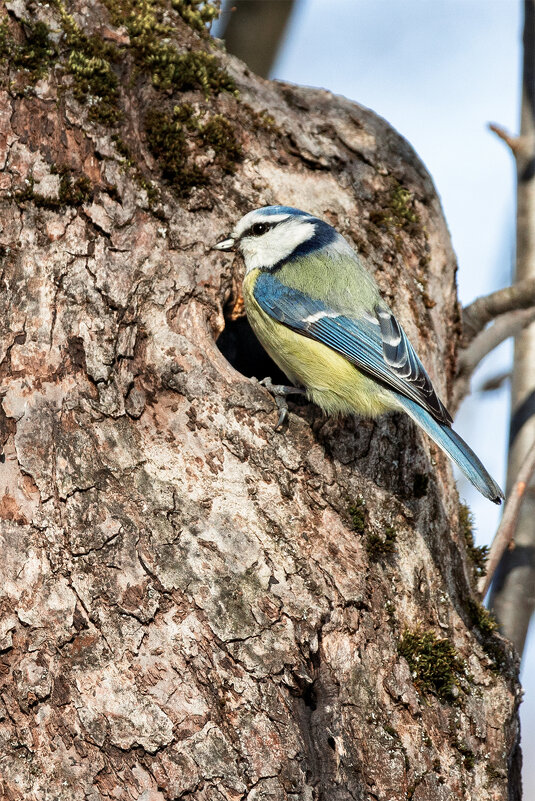 строит свой домик - Michel 