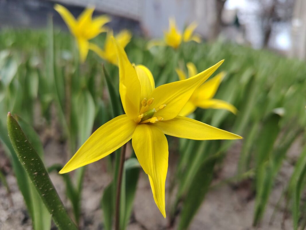 Лесной тюльпан - Наталья (ShadeNataly) Мельник