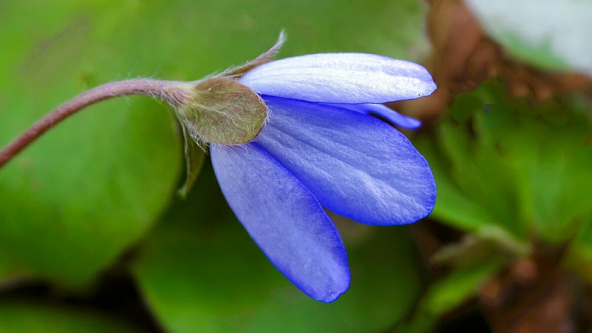 Печёночница - Милешкин Владимир Алексеевич Печёночница - Милешкин Владимир Алексеевич