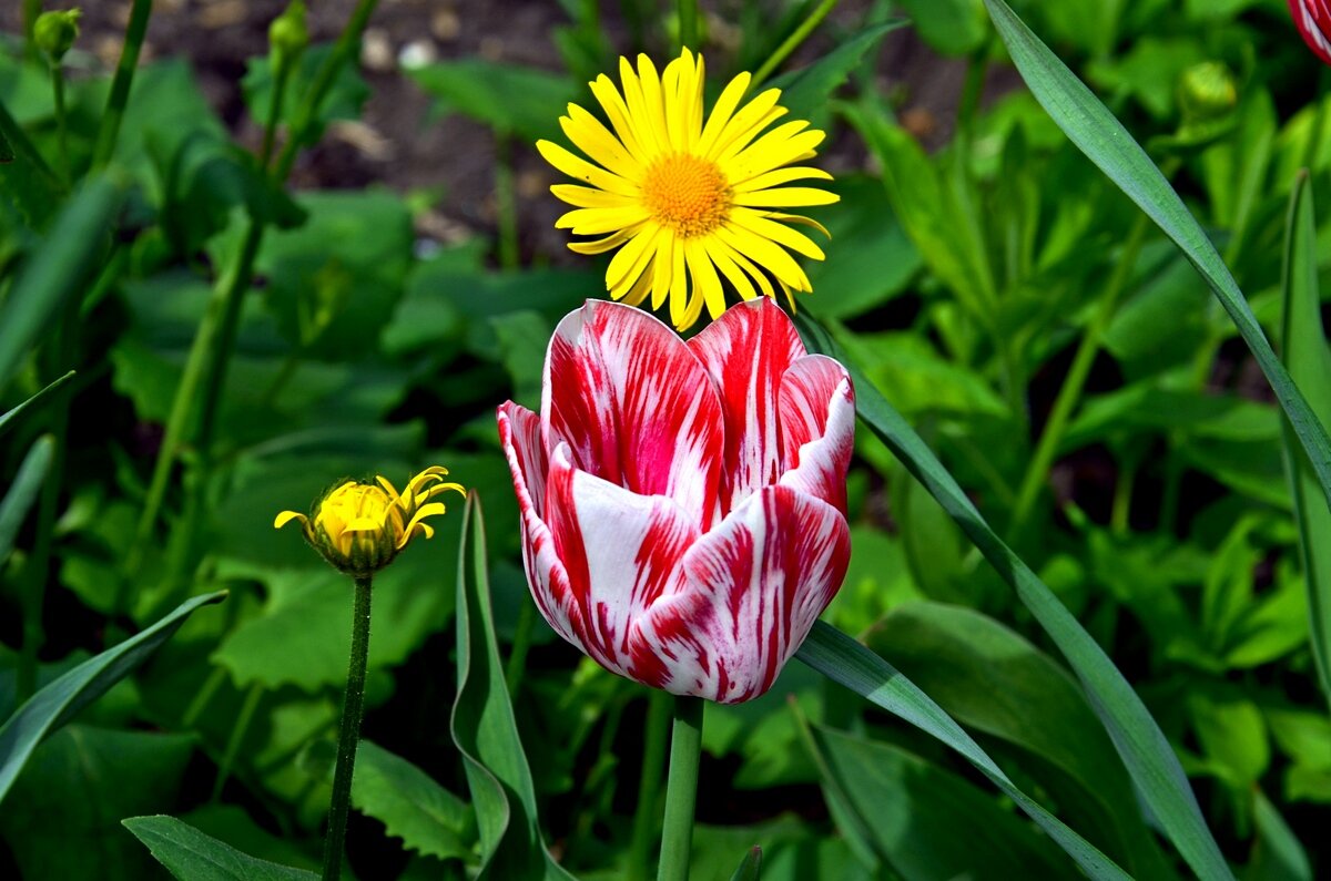 весна! - Aleksandr . весна! - Aleksandr .