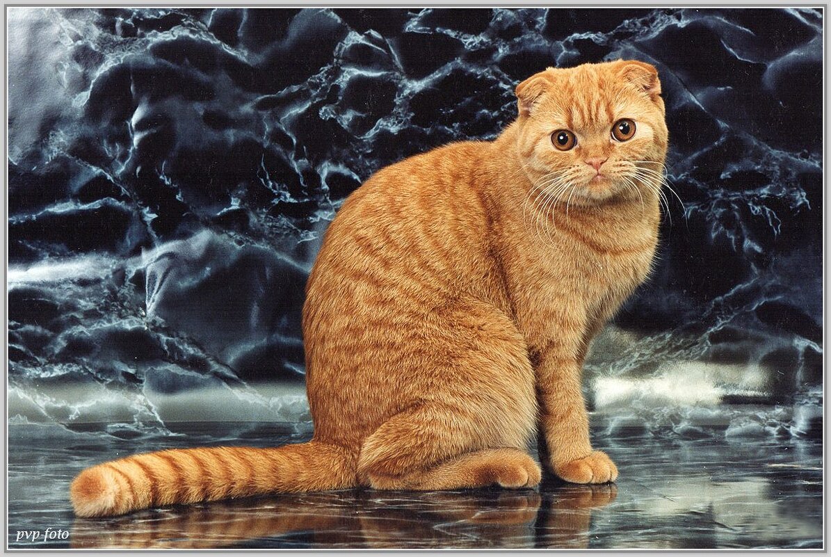 Рыжий на мраморе. - Владимир Попов Рыжий на мраморе. - Владимир Попов