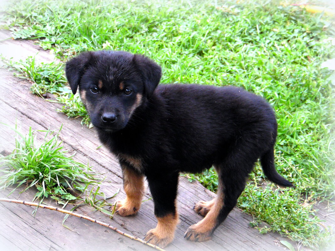 Любопытный малыш. - nadyasilyuk Вознюк Любопытный малыш. - nadyasilyuk Вознюк