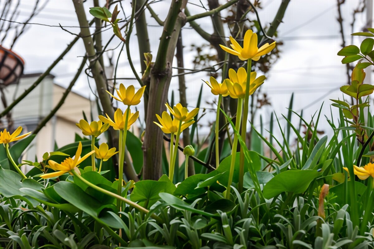 Чистяк весенний - Игорь Сикорский