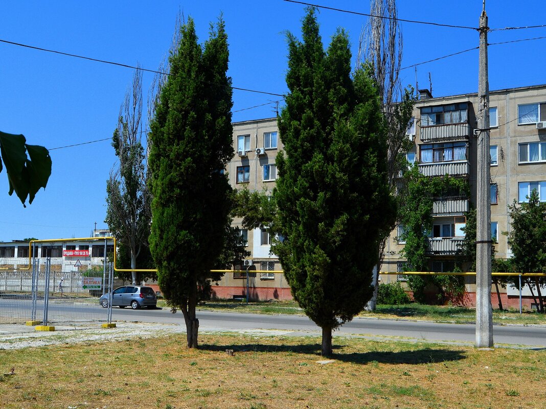 Керчь. Туи на улице Гайдара. - Пётр Чернега Керчь. Туи на улице Гайдара. - Пётр Чернега