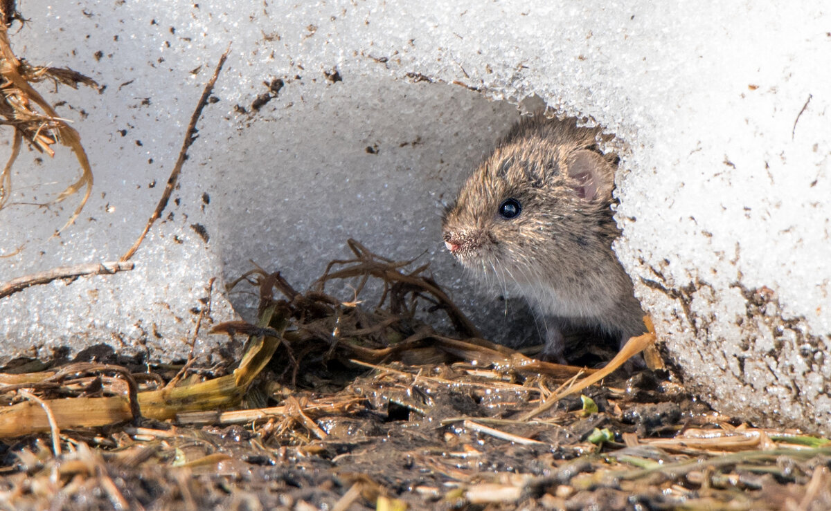 Мышка. - Владимир Безбородов Мышка. - Владимир Безбородов