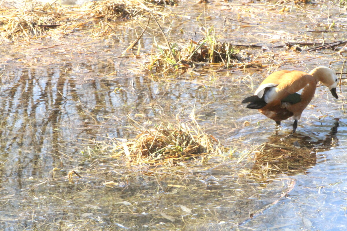 Прогулка по Яузе - олег свирский 