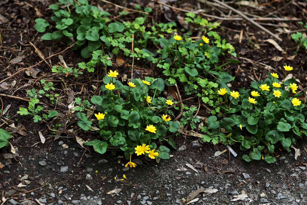 Цветочки - Юрий Гайворонскiий