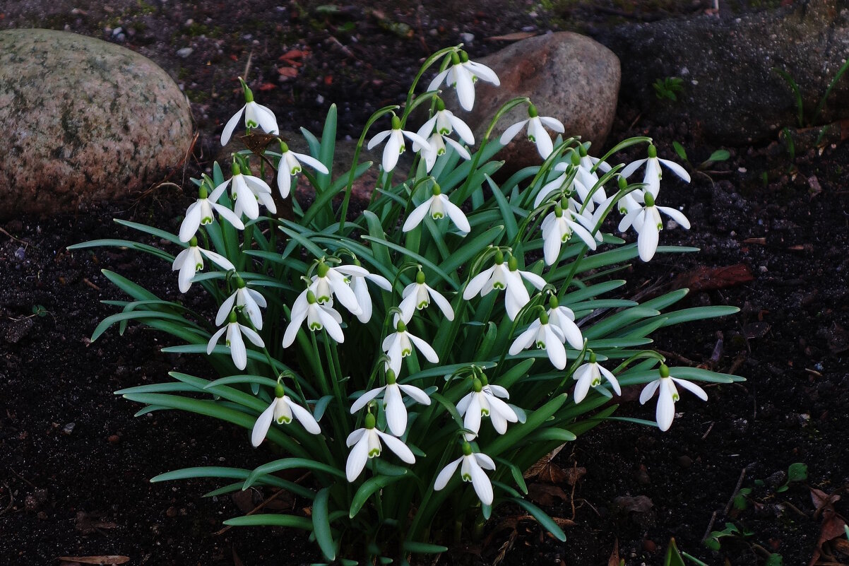 Подснежники - Рита Симонова