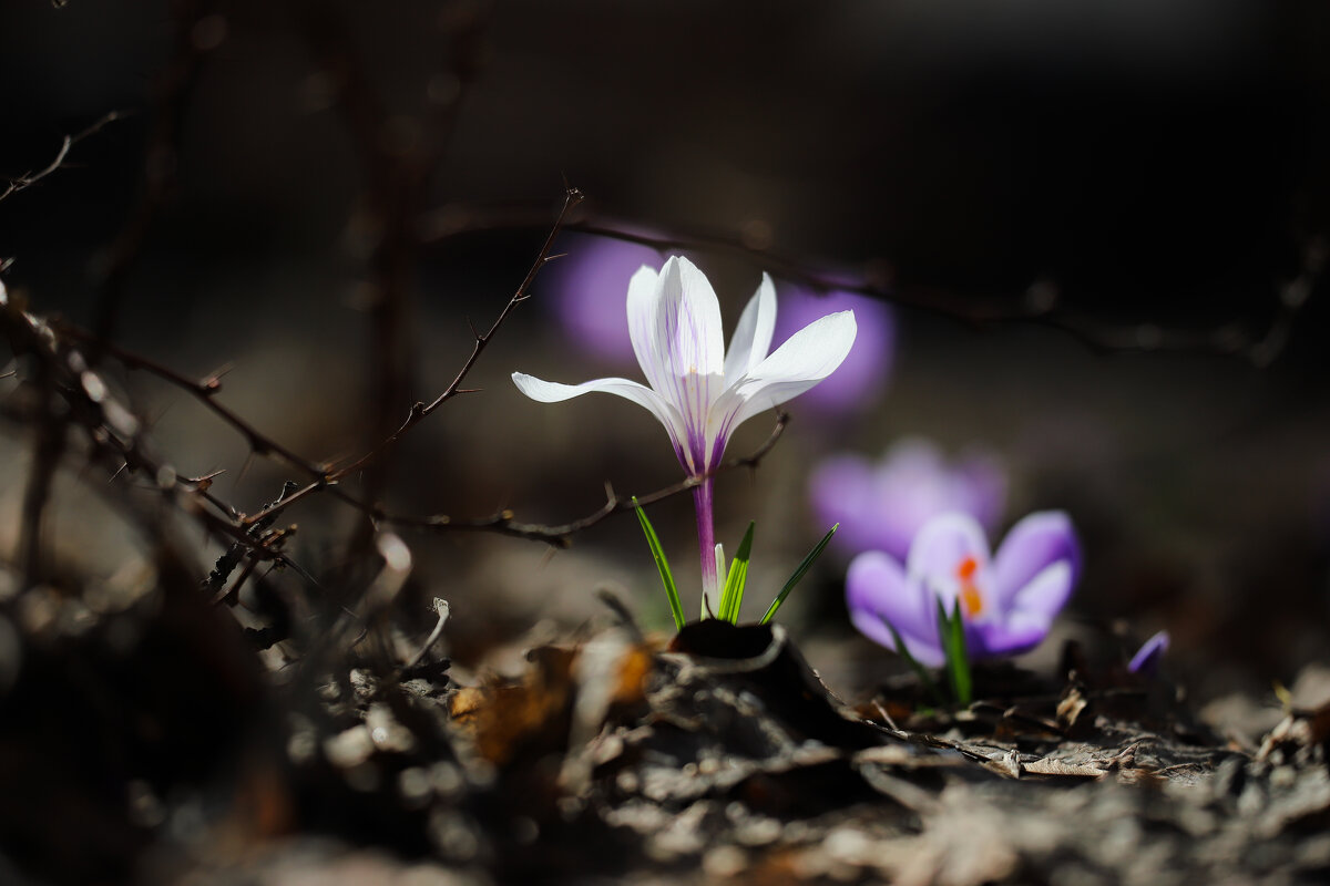 Последний день марта - Игорь Шевченко Последний день марта - Игорь Шевченко