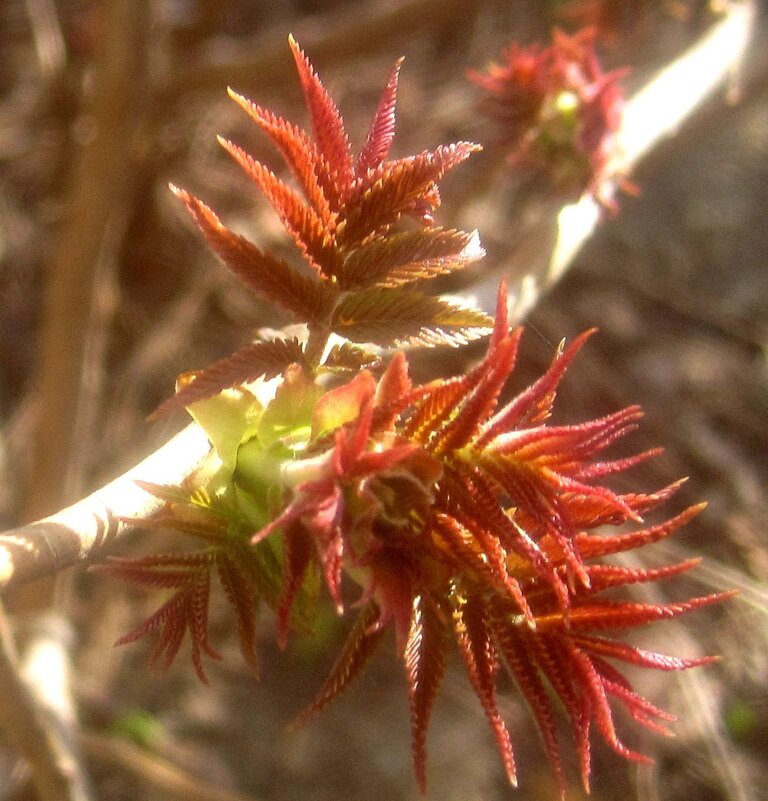 Первые - Елена Семигина