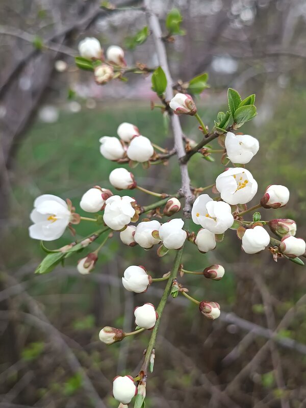 Алыча цветëт весна уже - Слава Коломойцев