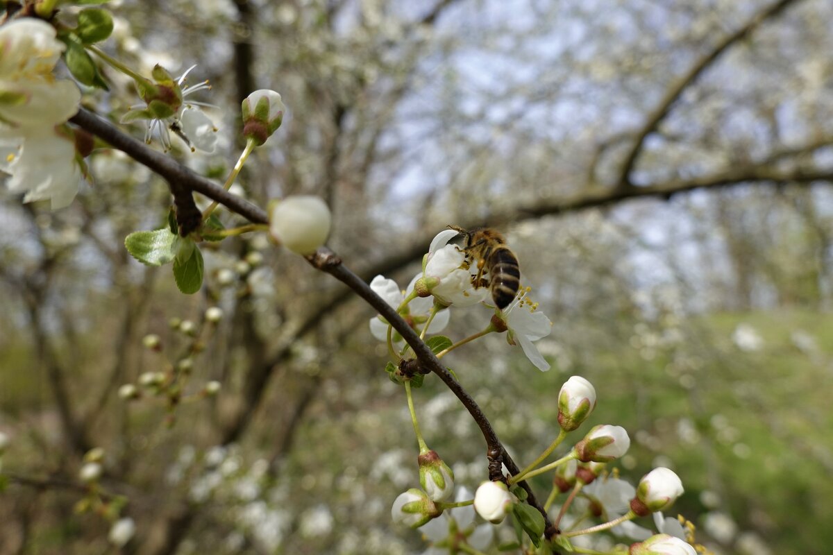 Облако нежности... - Галина 