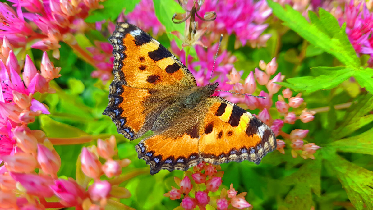 ... - Наталья 