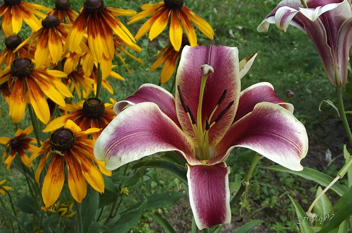 Лилия - Freddy 97