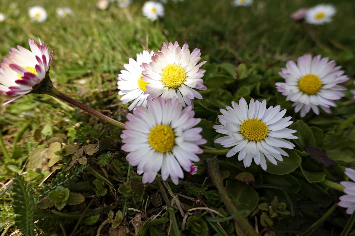 Первоцветы...маргаритки... - Галина 