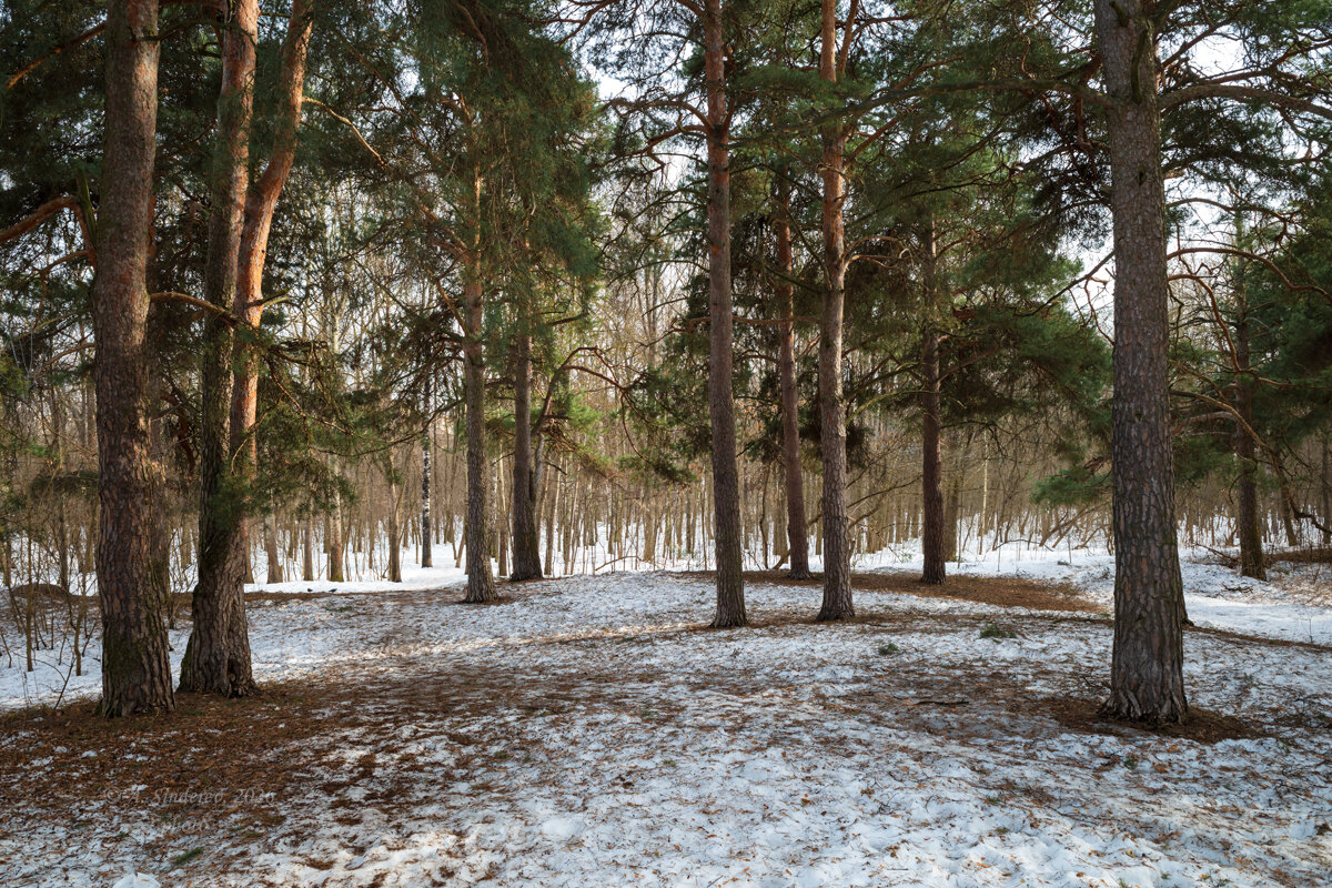 Весенний пейзаж в сосновом бору - Александр Синдерёв